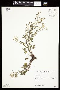 Potentilla argentea image