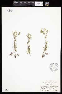 Potentilla argentea image
