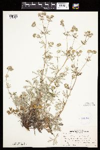 Potentilla argentea image