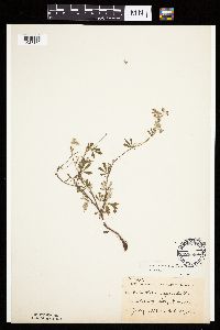 Potentilla argentea image