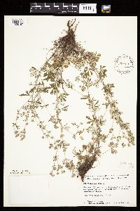 Potentilla argentea image