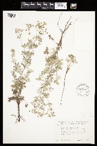 Potentilla argentea image