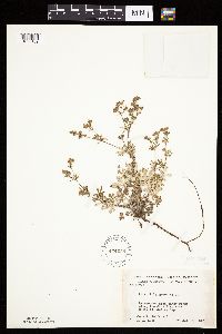 Potentilla argentea image