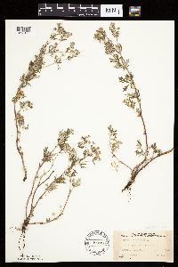 Potentilla argentea image