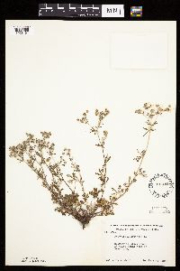 Potentilla argentea image