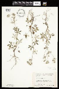 Potentilla argentea image