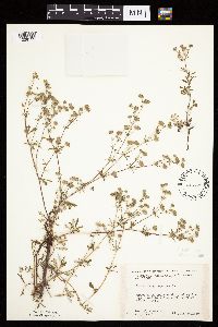 Potentilla argentea image