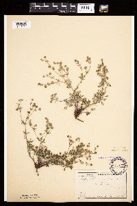 Potentilla argentea image