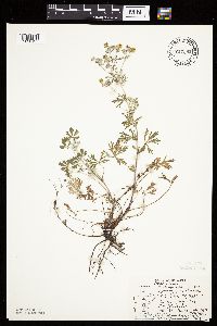 Potentilla argentea image