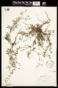 Potentilla argentea image