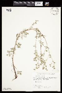 Potentilla argentea image