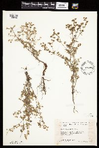 Potentilla argentea image