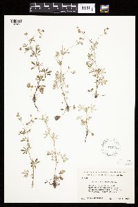 Potentilla argentea image