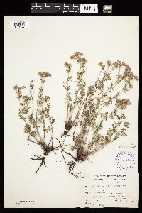 Potentilla argentea image