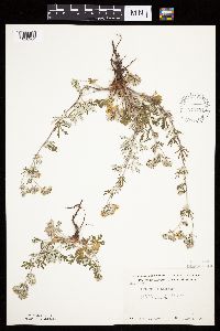 Potentilla argentea image