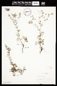 Potentilla argentea image