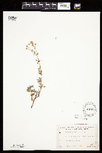 Potentilla argentea image