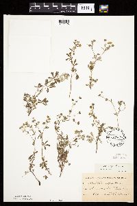Potentilla argentea image