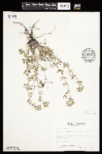 Potentilla argentea image