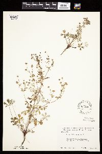 Potentilla argentea image