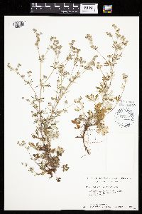 Potentilla argentea image