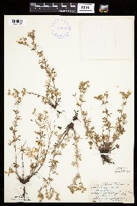 Potentilla argentea image