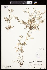 Potentilla argentea image