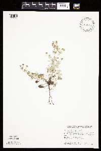 Potentilla argentea image