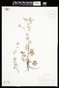 Potentilla argentea image