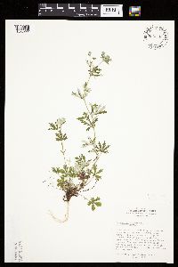 Potentilla argentea image