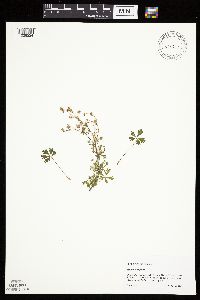 Potentilla argentea image