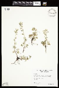 Potentilla argentea image