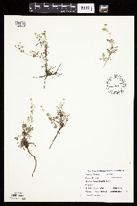 Potentilla argentea image