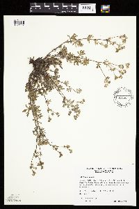 Potentilla argentea image