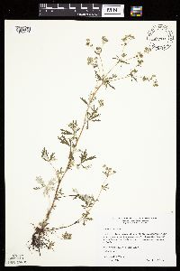 Potentilla argentea image