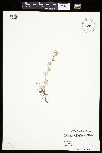 Potentilla argentea image