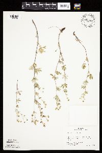 Potentilla argentea image