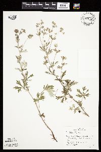 Potentilla argentea image