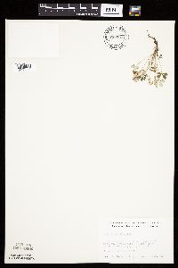 Potentilla argentea image