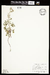 Potentilla argentea image