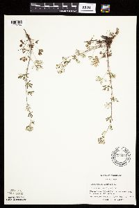 Potentilla argentea image