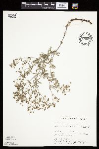 Potentilla argentea image