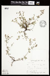 Potentilla argentea image