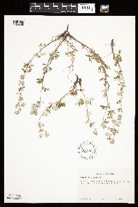 Potentilla argentea image