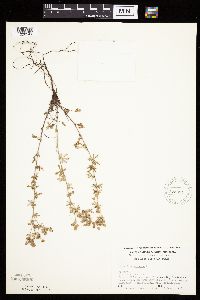 Potentilla argentea image