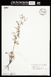 Potentilla argentea image