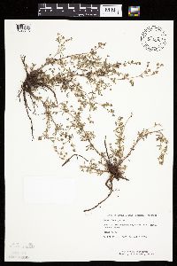 Potentilla argentea image