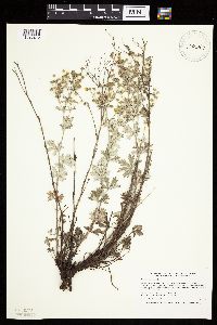 Potentilla argentea image