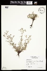 Potentilla argentea image