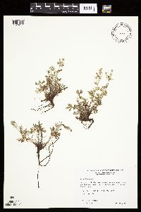 Potentilla argentea image